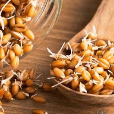 آشنایی با مهم‌ترین فواید جوانه گندم برای سلامتی