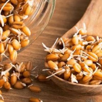 آشنایی با مهمترین فواید جوانه گندم برای سلامتی