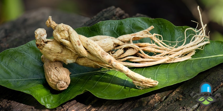 نقش جینسنگ در مدیریت وزن چیست؟