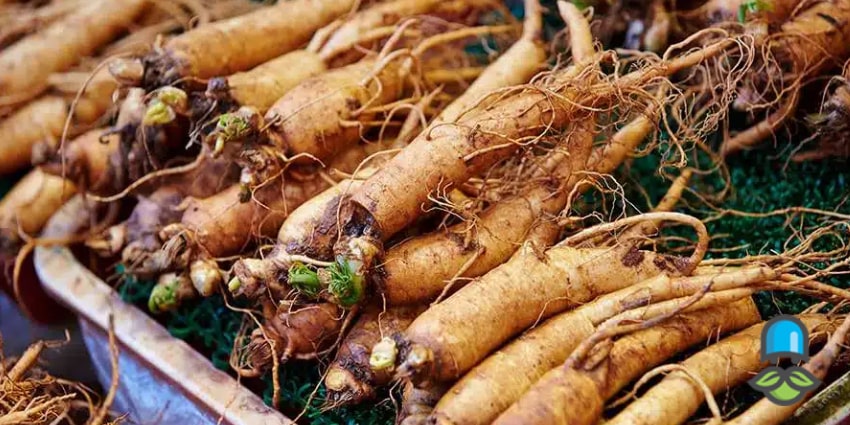 نحوه مصرف جینسینگ خالص برای افزایش وزن