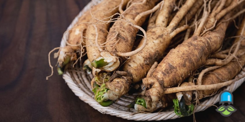 عوارض جینسینگ و کسانی که باید از مصرف آن پرهیز کنند