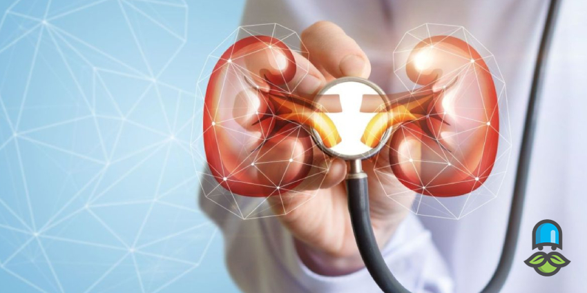 بیماری مزمن کلیه (CKD)؛ علائم پنهان، مراحل و درمان + رژیم غذایی