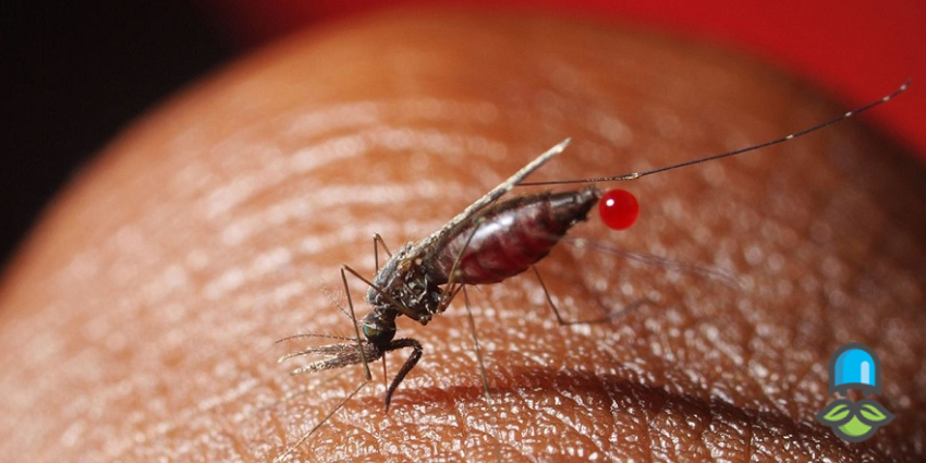 قرص پریمتامین برای چه بیماری‌هایی است؟