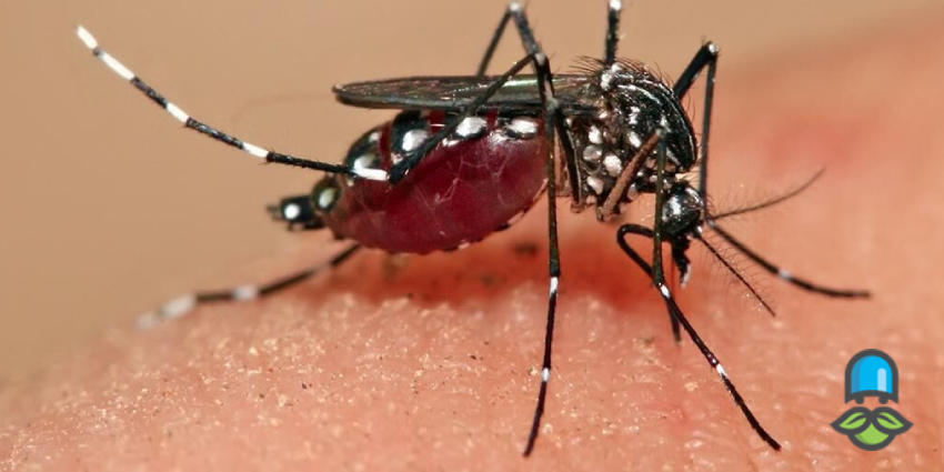 پریمتامین را چه زمانی باید مصرف کرد؟