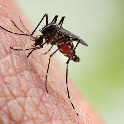 قرص پریمتامین | راهنمای کامل، موارد مصرف و عوارض جانبی