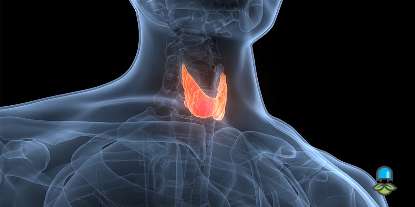 تشخیص و روند درمان بیماری تیروئید