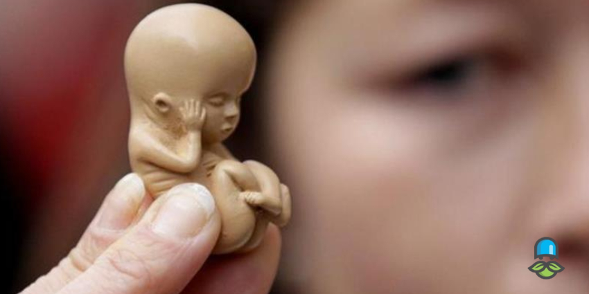 چگونگی مراحل سقط جنین