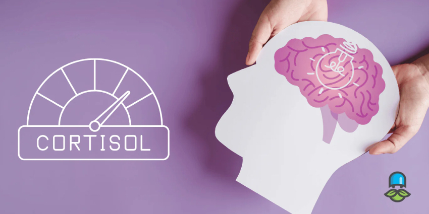 کورتیزول چیست؟
