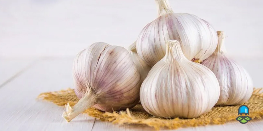 عوارض احتمالی مصرف بیش از حد سیر