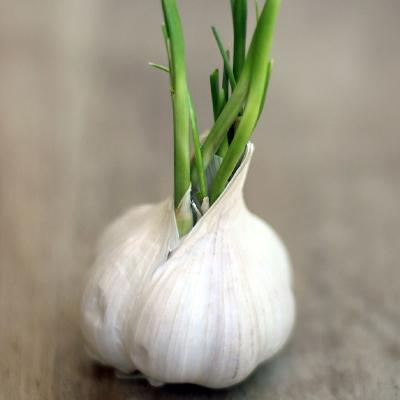 سیر قویترین پایین اورنده قند خون
