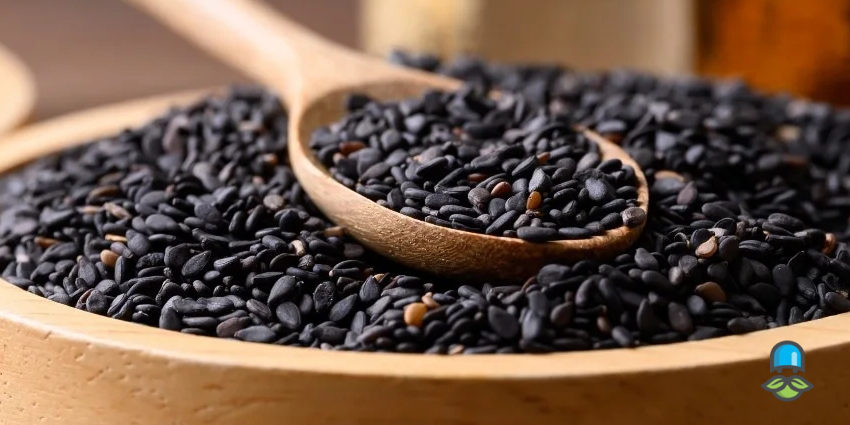 نکات مهم برای خرید سیاه دانه و روغن باکیفیت
