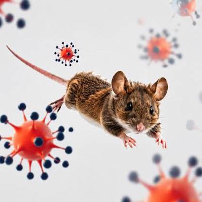 هانتا ویروس؛ علائم و پیشگیری از یک بیماری کمتر شناخته‌شده اما خطرناک