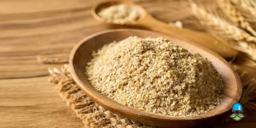 مهم‌ترین خواص و فواید جوانه گندم برای سلامتی
