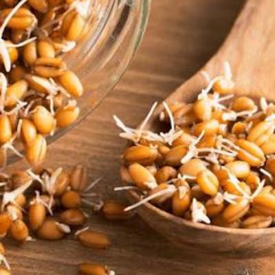 آشنایی با مهم‌ترین فواید جوانه گندم برای سلامتی